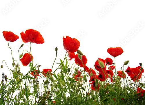 red poppies on white