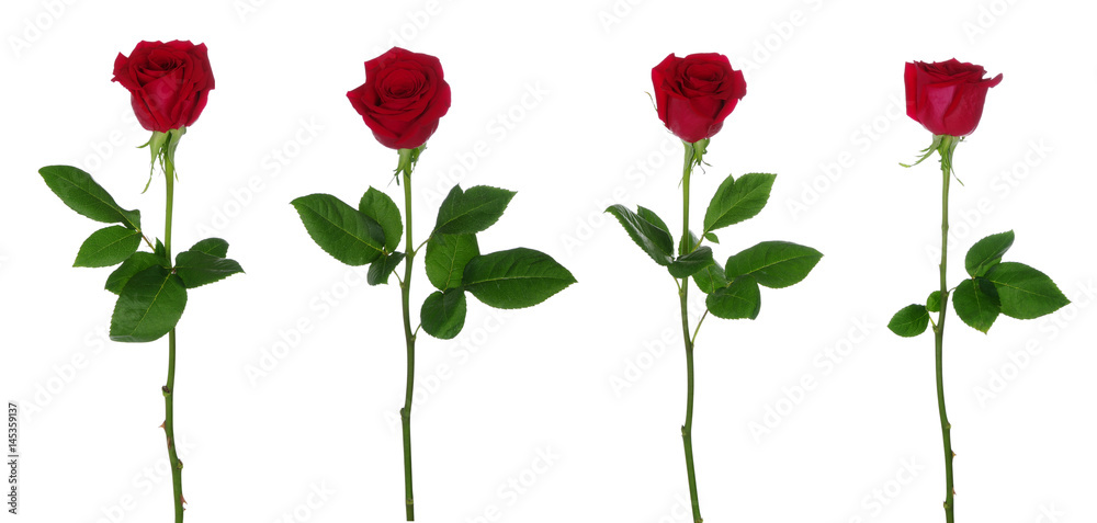 Obraz premium czerwona róża