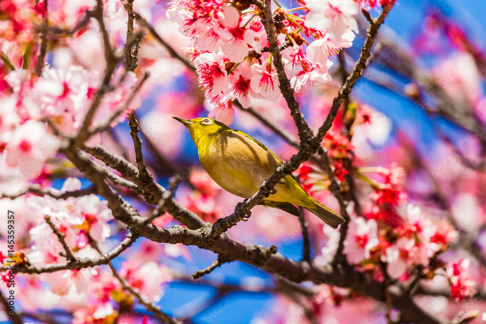 The Japanese White-eye and cherry blossoms. Located in Tokyo Prefecture Japan. The Japanese White-eye and cherry blossoms. Located in Tokyo Prefecture Japan.