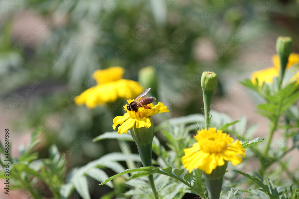 Honey Bee Honey Bee