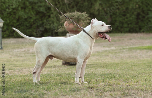 Dogo Argentino Dog