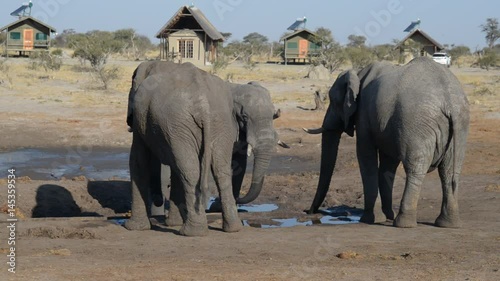 African Elephants gathering at water pond around tourist lodges photo