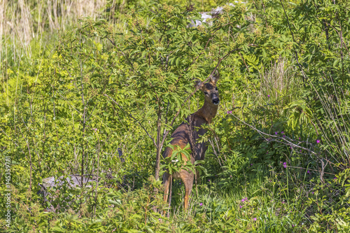 Roe deer standing by the bushes on a clearcut and take a look at the camera