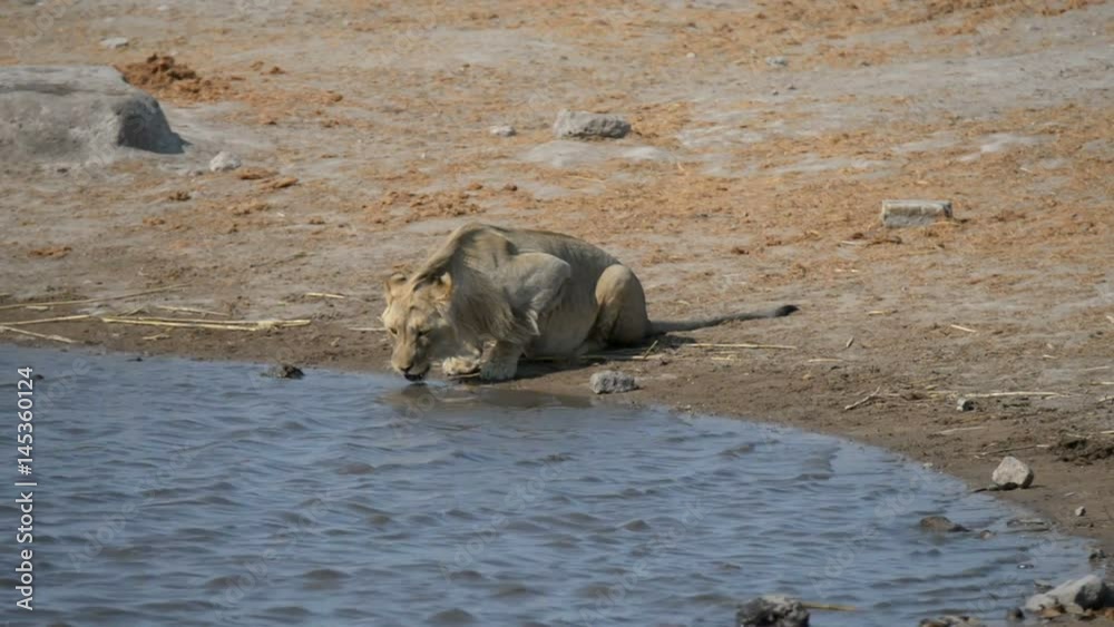 Young male Lion drinking from waterhole in daylight. Wildlife Safari in Etosha National Park, the main travel destination in Namibia, Africa.
Young male Lion drinking from waterhole in daylight. Wildlife Safari in Etosha National Park, the main travel destination in Namibia, Africa.