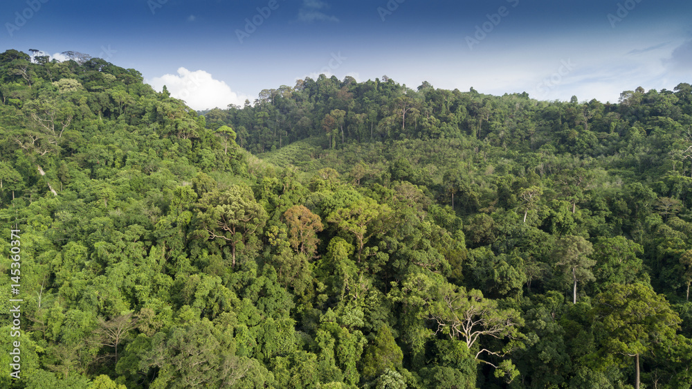 Rainforest. Aerial view of rain forest jungle trees