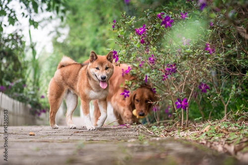 The cute little Shiba Inu