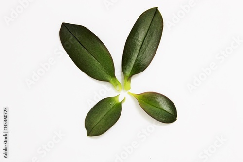 phalaenopsis leaves 