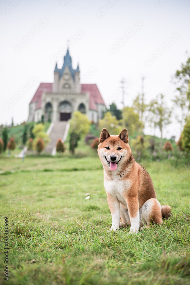 The Shiba Inu in the grass