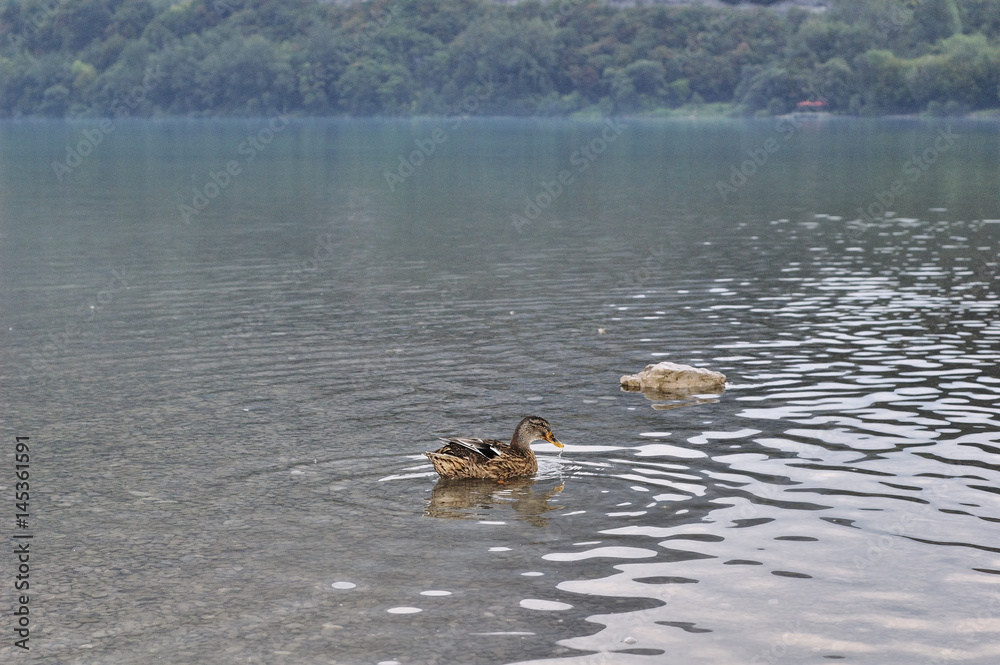 Papera al Lago di Cavazzo in Friuli Venezia Giulia Papera al Lago di Cavazzo in Friuli Venezia Giulia