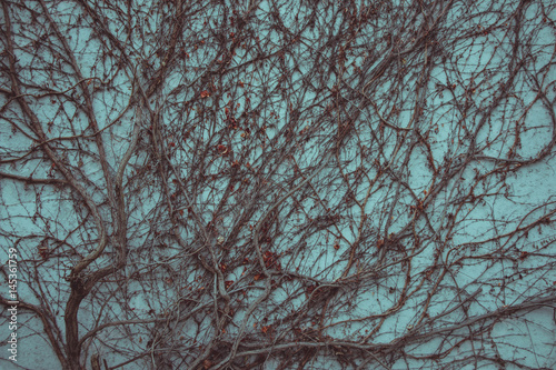Old dry creeper branches of ivy climbing plant on a weathered stone wall. Depicting dark, creepy and sad mood. Natural background.