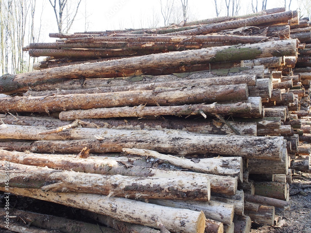 Borkenkäferplage - Holzstapel mit geschlägerten Fichtenbäumen Borkenkäferplage - Holzstapel mit geschlägerten Fichtenbäumen