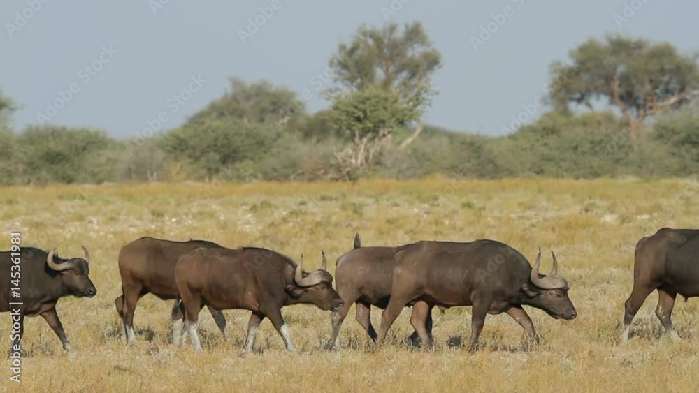 Herd of African or Cape buffaloes walking on the African plains, South Africa Herd of African or Cape buffaloes walking on the African plains, South Africa