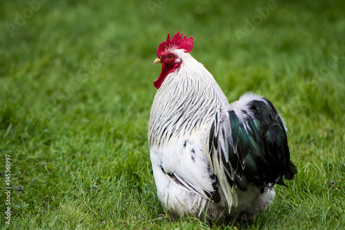 Rooster against a grass background