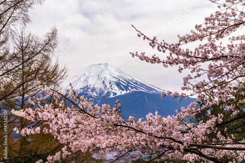 The Mount Fuji. The foreground is cherry blossoms.The shooting location is Lake Kawaguchiko  Yamanashi prefecture Japan.