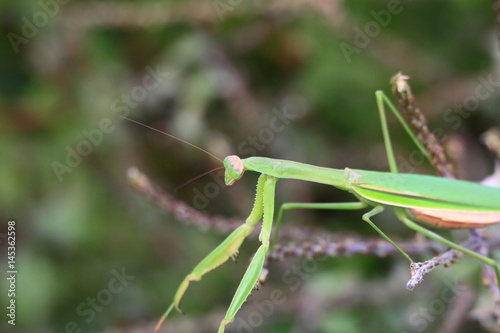 カマキリ