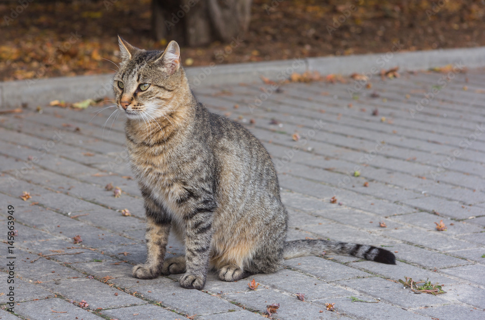 Naklejka premium tabby cat sitting on the street