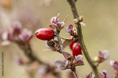 Maroon Japanese BarBerry