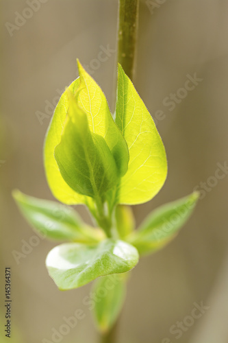 Green Lilac Leaf