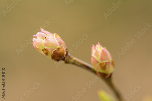 Birch Tree leaf sprout