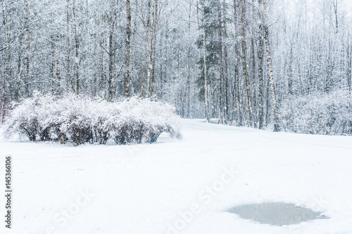 background snowfall in the winter forest.