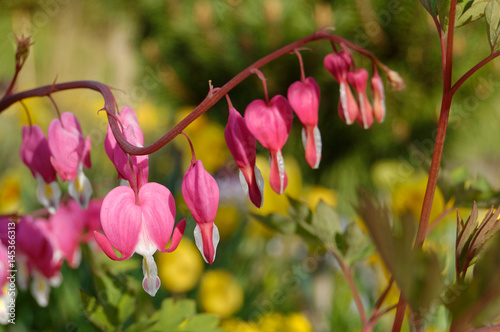 Fleurs coeur de marie