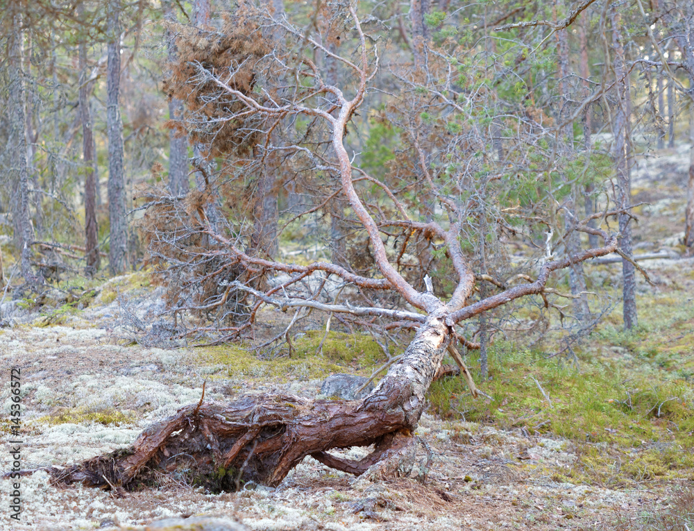 uprooted, fallen pine trees after a storm uprooted, fallen pine trees after a storm
