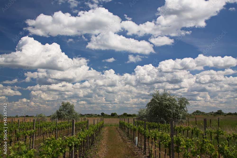 Obraz premium Weingarten in Burgenland
