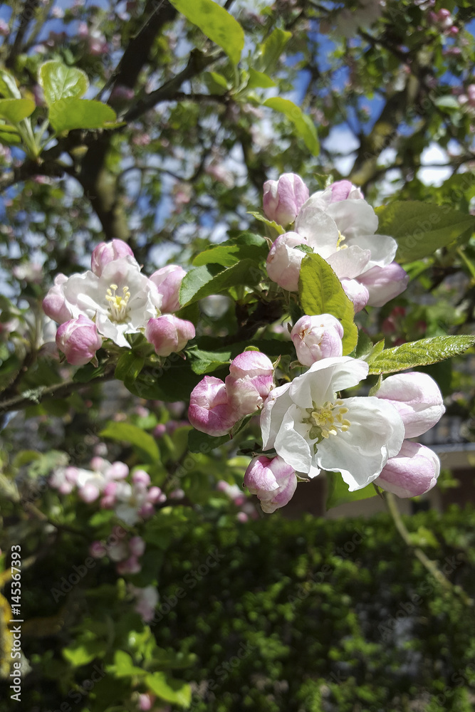 Twig with apple blossom Twig with apple blossom