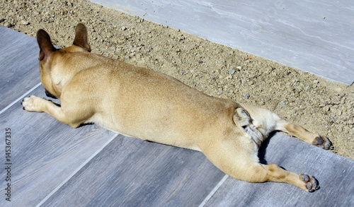 chien bouledogue français,allongé sur le sol au soleil  photo