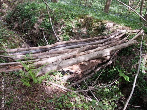 Wallpaper Mural A Bunch of Twigs and Logs and Sticks All Stacked Together to Make a Bridge Across a Gap in the Forest to Cross and Path Torontodigital.ca