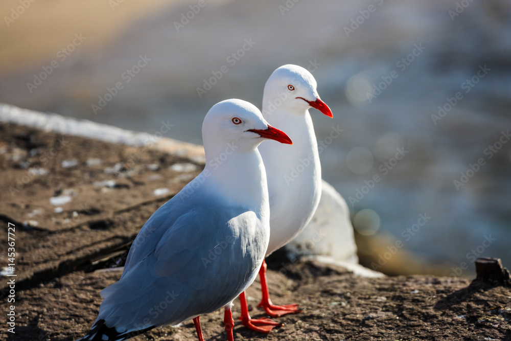Naklejka premium Pair of Australian seagulls posing un-perturbed at the waters edge
