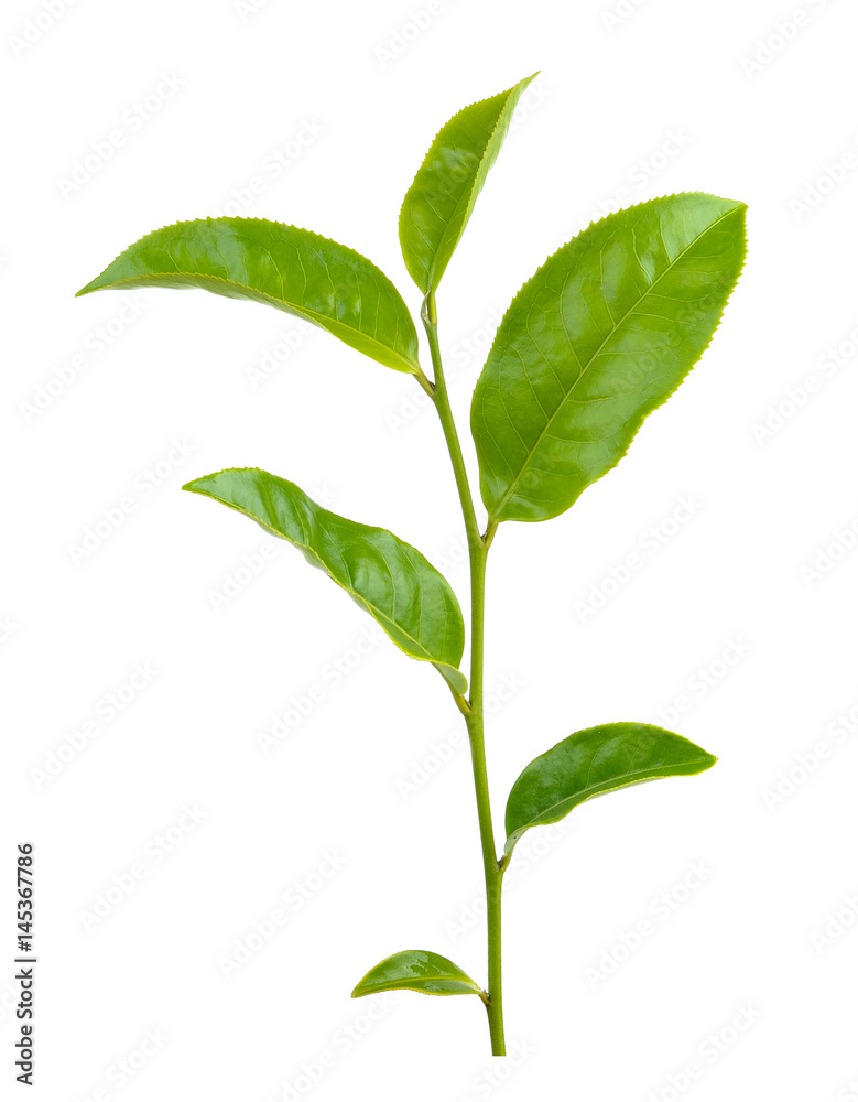 Green tea leaf isolated on white background