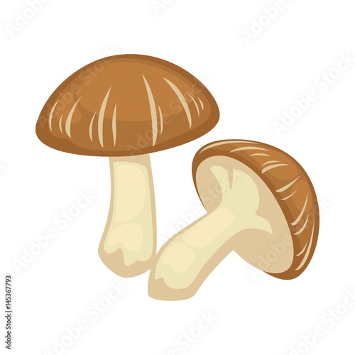 Two shiitake mushrooms on white background vector illustration