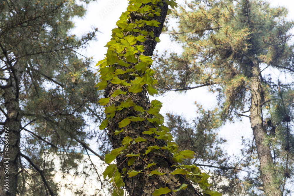 Fototapeta premium the ivy leaves are growing with pinetree.