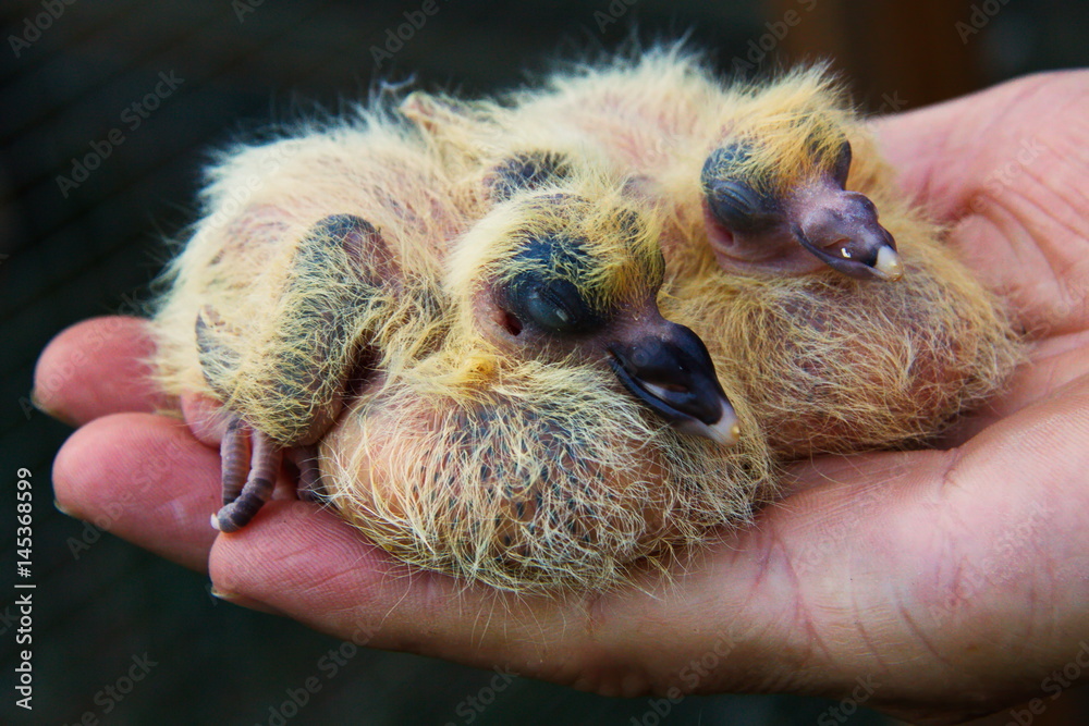Obraz premium Frisch geschlüpfte Taubenküken