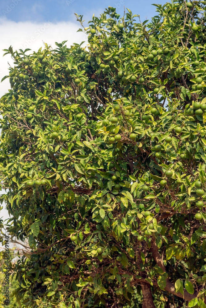 Limes grown on the tree in the Mediterranean area