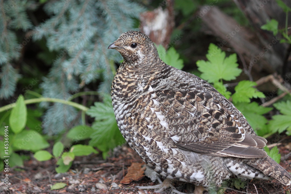 Ptarmigan Ptarmigan
