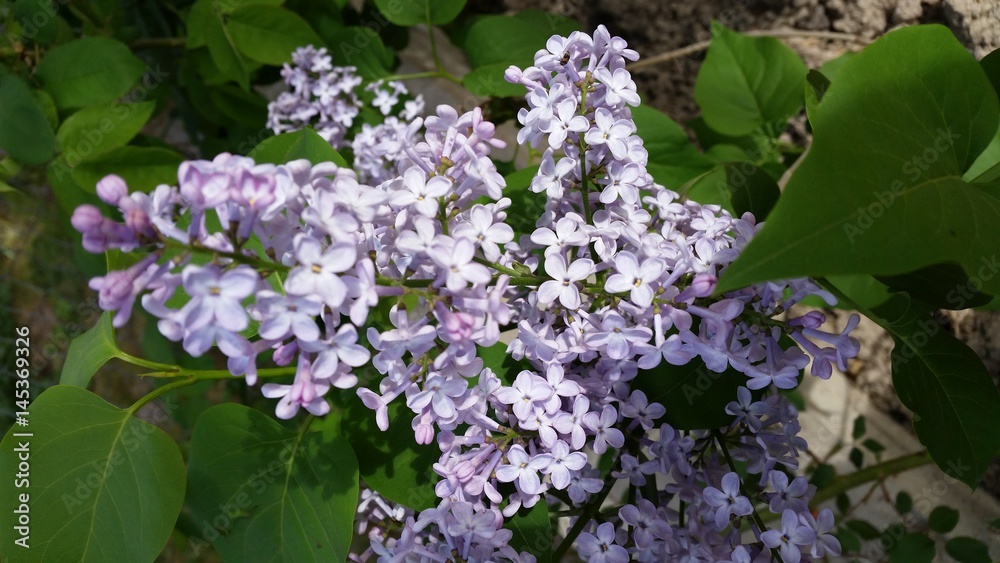 lilac, flower, spring, flowers, nature, blossom, green, plant lilac, flower, spring, flowers, nature, blossom, green, plant