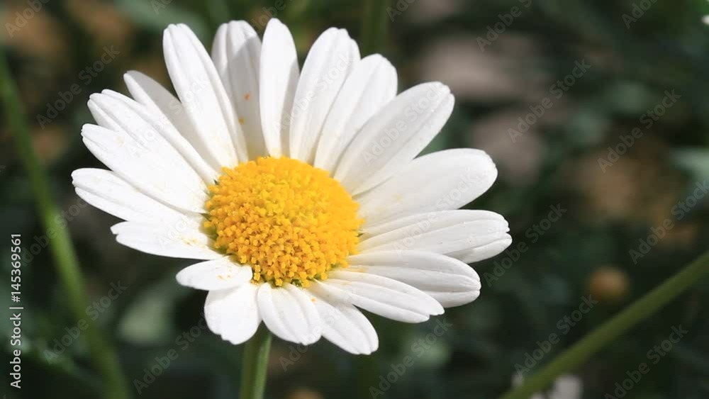 Camomile flowers. Floral background with daisies. Close-Up Camomile flowers. Floral background with daisies. Close-Up