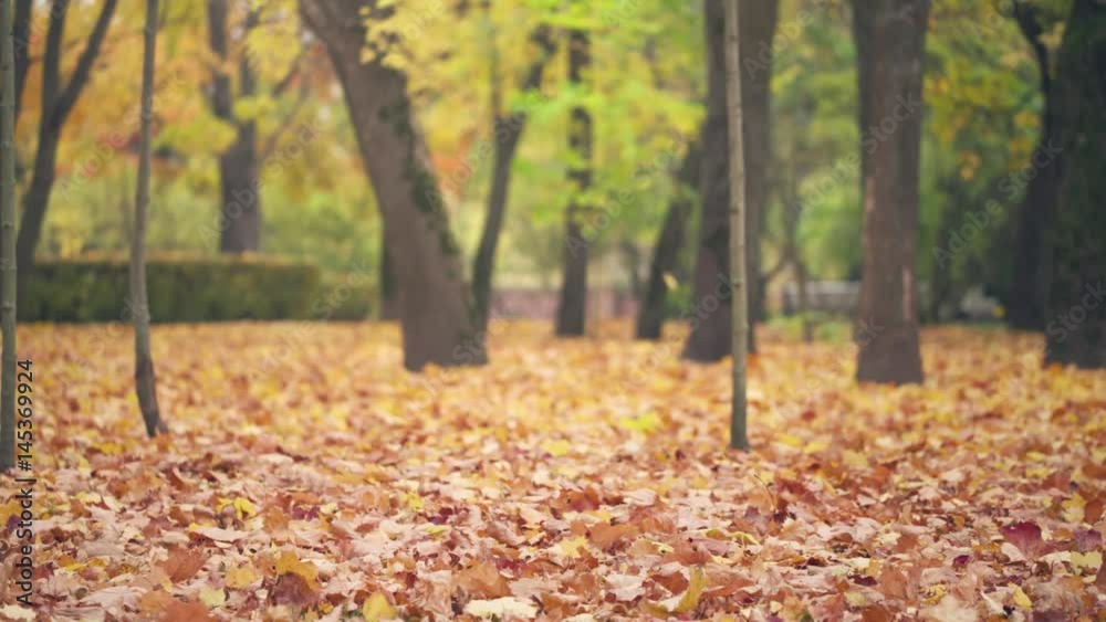 Maple leaves falling in calm autumn morning slightly toned, prores footage Maple leaves falling in calm autumn morning slightly toned, prores footage