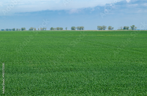 A young crop of corn with trees and blue sky in the background