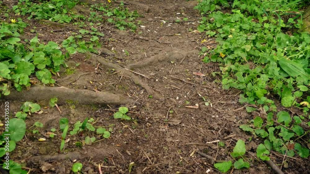 Moving Along Scenic Woodland Path Moving Along Scenic Woodland Path