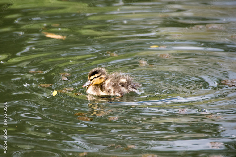 Spring with young mallard duckling on the river Spring with young mallard duckling on the river