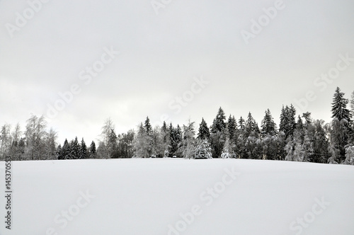 Snowy glade at the edge of the forest.