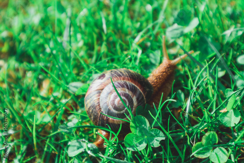 Photo depicts a wild lovely big beautiful snail with spiral shell. Amazing helix in the garden, crawling in a fresh green grass, good sunny weather. Marco, close up view.