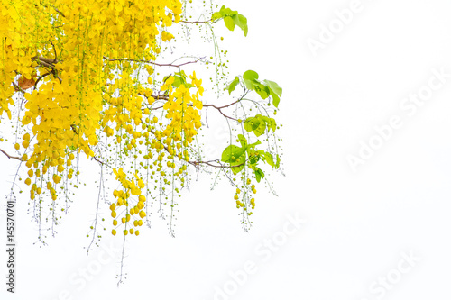 Golden shower flowers , Cassia fistulosa tree flowers , summer flowers in songkran, festival in Thailand photo