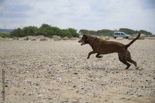 running dog