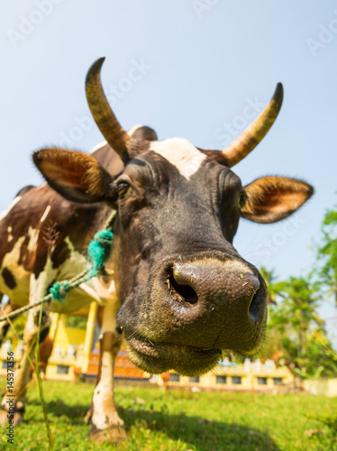 Cow funny face closeup, Ceylon