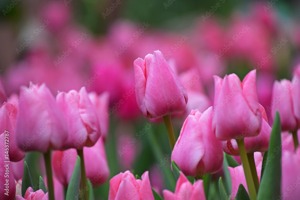 Pink tulip flowers with green leaves
