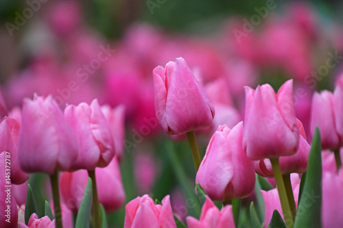 Pink tulip flowers with green leaves